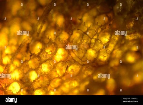 Natural sponge microscope hi-res stock photography and images - Alamy