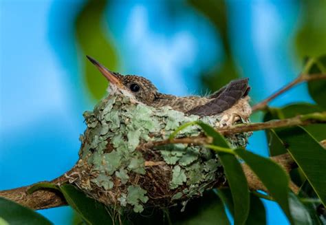 Baby Hummingbird Still in the Nest Stock Photo - Image of plain ...