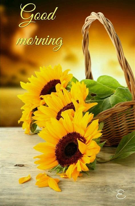 Sunflower Good Morning Pics Hd Download Good Morning Good Morning