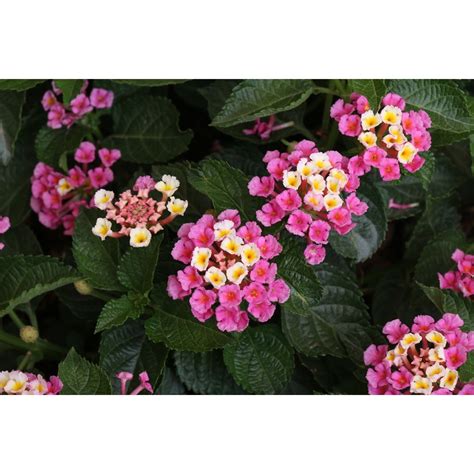 Monrovia 1 Gallon In Pot Miss Huff Lantana At