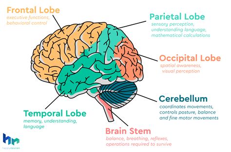 What Are Cognitive Functions Happyneuron Pro