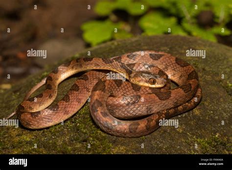 Leptodeira Septentrionalis Northern Cat Eyed Snake Stock Photo Alamy