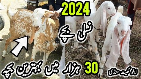 Lalukhet Mandi Rates Update On 10 Sep Karachi Bakra Mandi