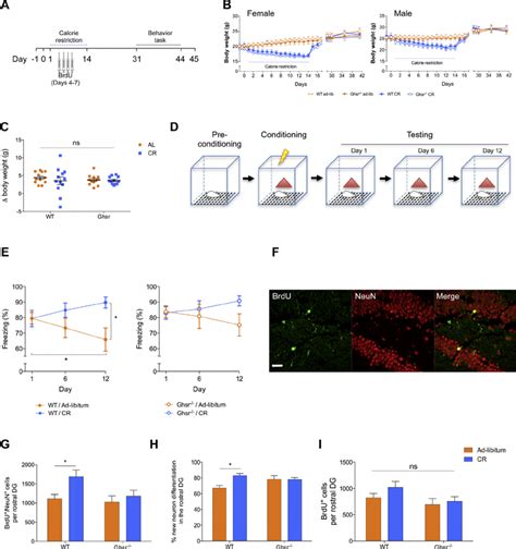 Calorie Restriction Enhances Remote Contextual Fear Memory And Adult