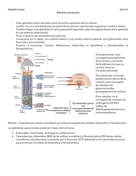 Clase 12 Glándula suprarrenal Glndula suprarrenal Estas glndulas