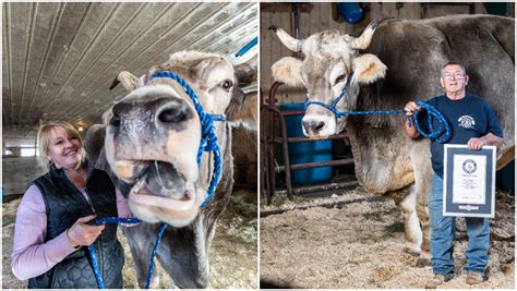 Gigantic bovine breaks moognificent record for tallest living steer ...