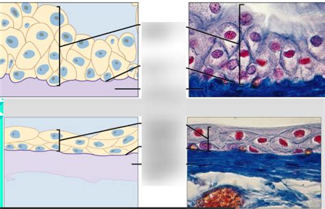 label the diagram of transitional epithelia Diagram | Quizlet