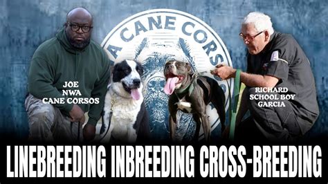 How Dog Breeding Actually Works Line Breeding Inbreeding And The Out