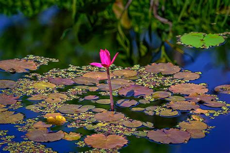 Single Pink Water Lily And Lily Pads At Naples Botanical G Flickr