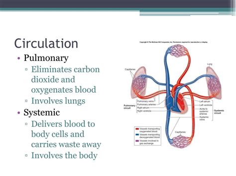 Ppt The Heart Powerpoint Presentation Free Download Id 2088059