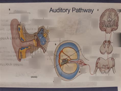 Auditory Pathway Diagram Quizlet