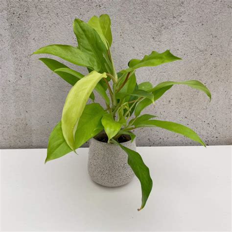 Philodendron Thai Sunrise B Philodendron Plants We Love Aroids