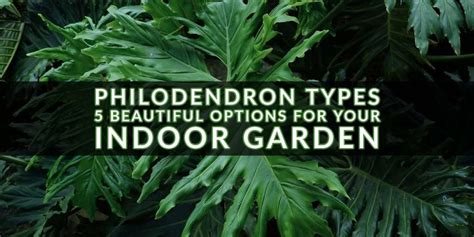 Philodendron Types for Your Indoor Garden | Indoor Gardening