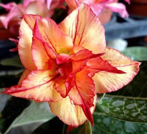 Adenium Obesum Desert Roses Rare Cherry Seeds Desert Rose Plant Rose