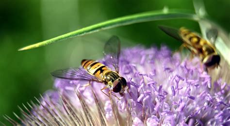 Stinging Insects & Allergic Reactions - United Allergy Services