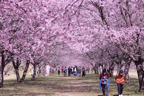 安行寒桜の北浅羽桜堤公園へ まーやシェルティ日記