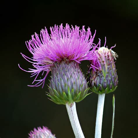 Huopaohdake Cirsium Helenioides Auvo Korpi Flickr