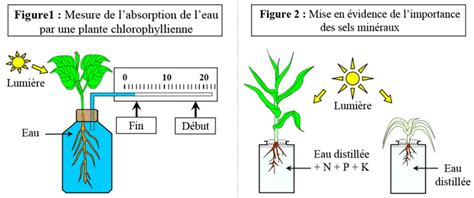 Mécanismes dabsorption de leau et des sels minéraux chez les plantes