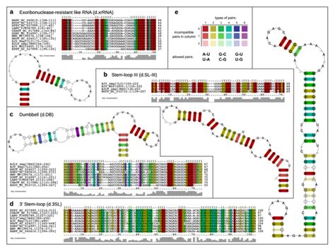 Consensus Structure Prediction Of The Conserved RNA Elements In DISFV