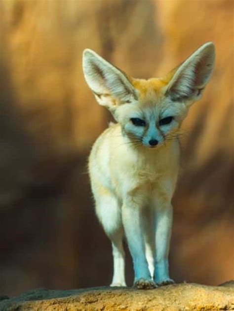 Fennec Fox Description Habitat Image Diet And