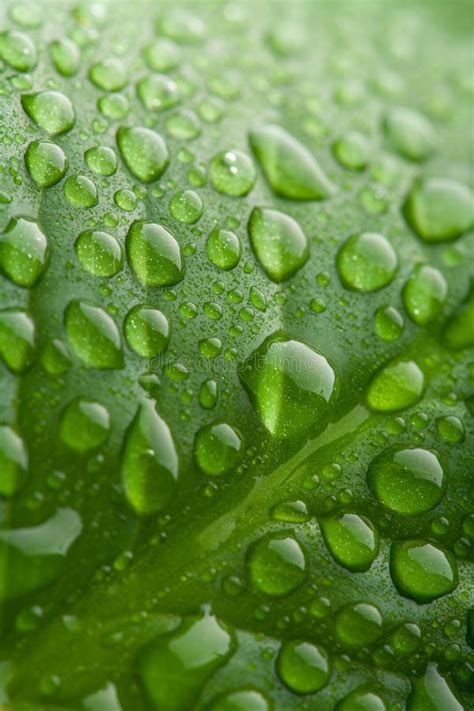 Fondo Verde De La Hoja Con Las Gotas De Agua Foto De Archivo Imagen