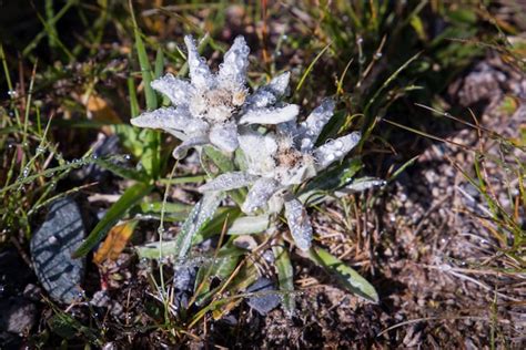 Premium Photo Beautiful Edelweiss Flowers On A Mountain