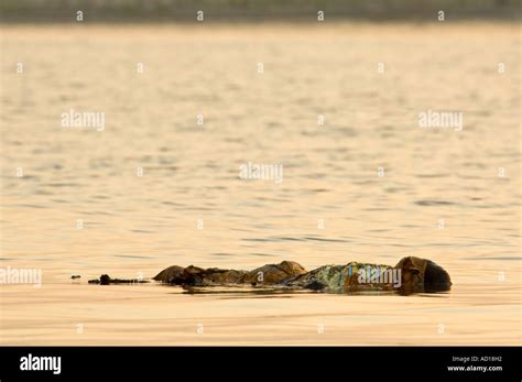 Ganges River Pollution Bodies