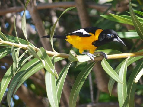 What is the National Bird of Venezuela? - 10,000 Birds