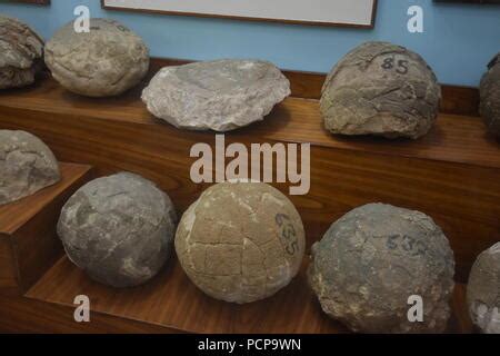 Fossilized dinosaur eggs found from Gujarat, Geology Museum, ISI, Kolkata Stock Photo - Alamy