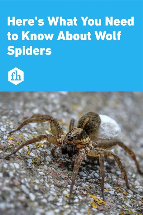 Homeowners Guide To Wolf Spiders Wolf Spider Spider Wolf Spider Facts