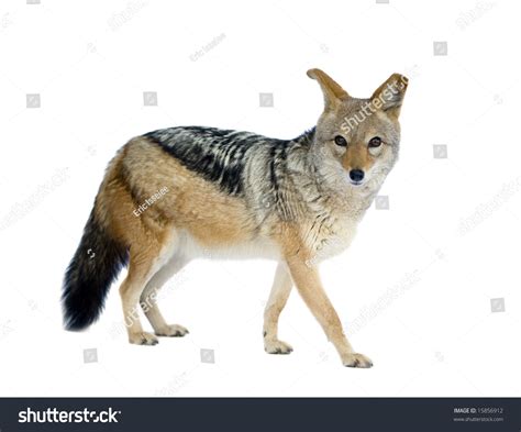 Jackal On White Background Photos And Images