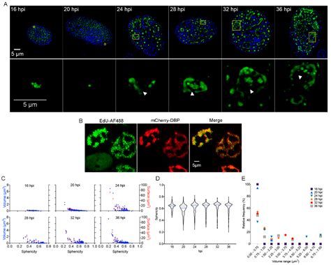 Viruses Free Full Text Evidence That The Adenovirus Single Stranded