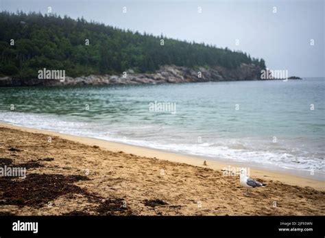 Sand Beach Of Acadia National Park On East Side Of Mount Desert Island