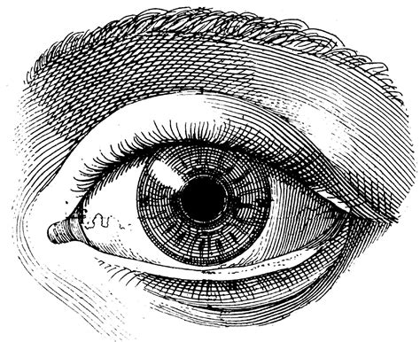 The Human Eye Old Medical Atlas Illustration Digital Image