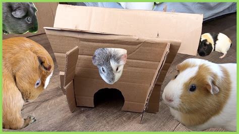 No glue DIY guinea pig house tutorial - YouTube