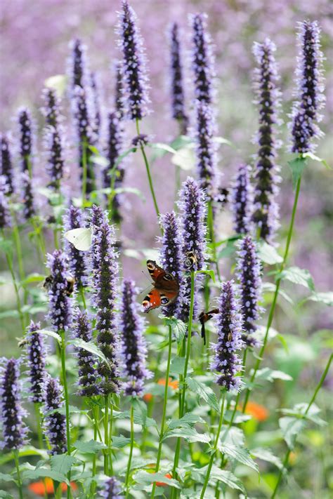 The best plants for butterflies - Gardens Illustrated