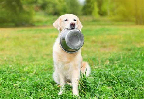 The 30 Best Grain-Free Dog Foods [And The Grain-Free Diet]