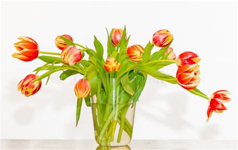 A Bouquet Of Fresh Tulips In A Vase Stock Image Image Of Tulip