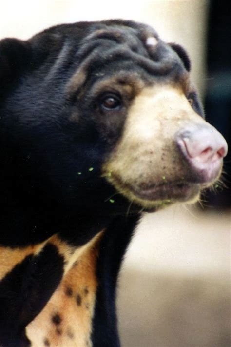 Sun Bear PROFAUNA