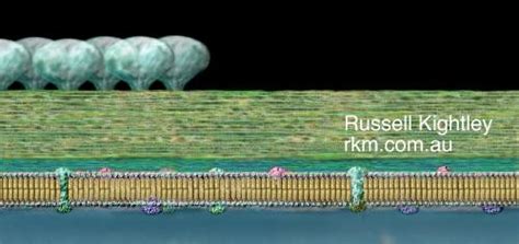 Archaea Cell Wall Diagrams, Pictures by Russell Kightley Media