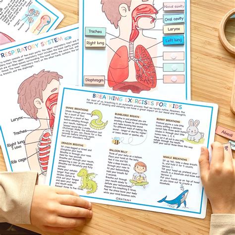 Respiratory System Bundle Human Anatomy Preschool Worksheets Etsy