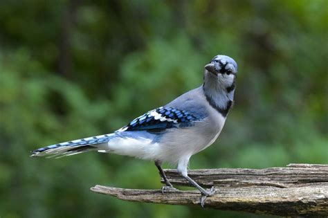 Free Blue Jay Bird Images Pixabay