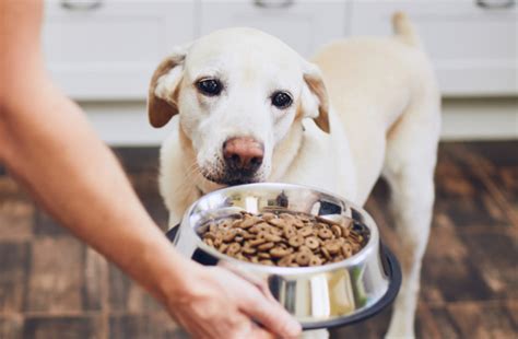 Los 20 Mejores Alimentos Para Perros Con Diarrea