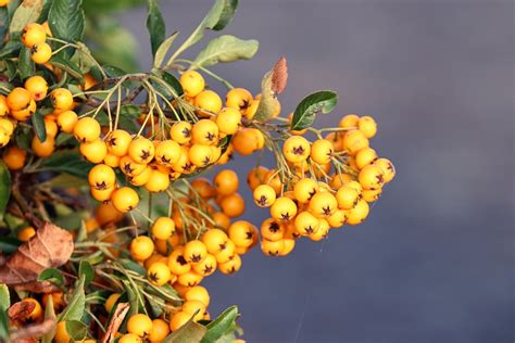 Beeren Feuerdorn Pyracantha Kostenloses Foto Auf Pixabay