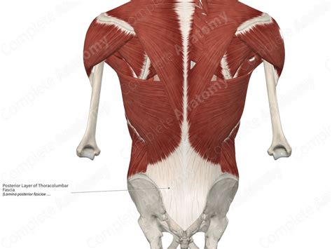 Posterior Layer Of Thoracolumbar Fascia Complete Anatomy