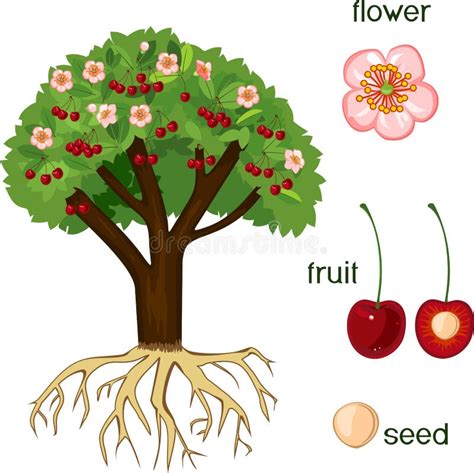 Partes De La Planta Morfología Del Manzano Con Las Frutas Las Flores