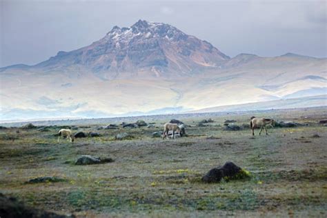 Cotopaxi Wildlife Animals In The Wild Ecuador Stock Photos, Pictures ...