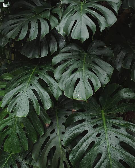 Monstera Deliciosa Monstera Plant Hd Wallpaper Pxfuel