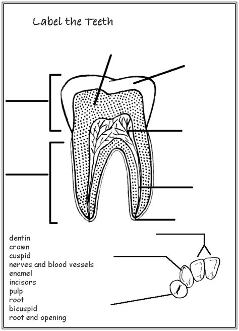 Label Parts Of A Tooth Worksheets