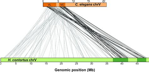 Synteny Between Major Effect C Elegans Abamectin Qtl And H Contortus